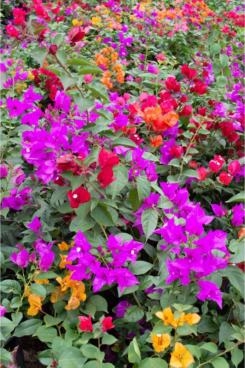 Curazao – Plantas del Tambo Curazao – Plantas del Tambo