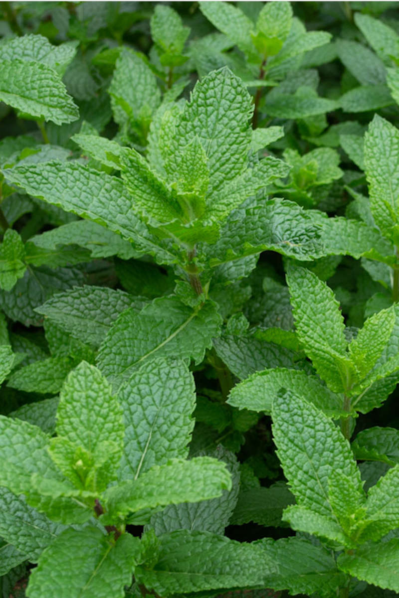 Hierbabuena Plantas del Tambo