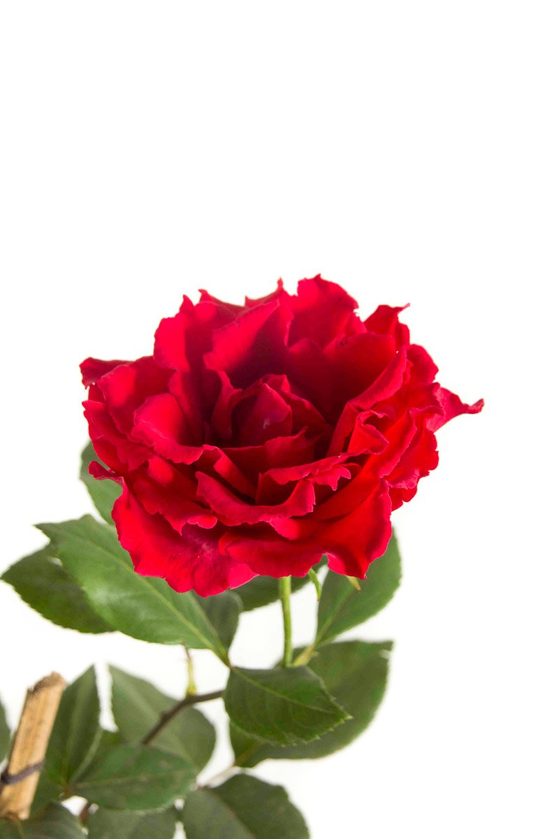 Rosa Gigante – Plantas del Tambo